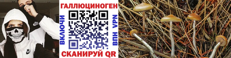 MEGA как войти  darknet как зайти  Псилоцибиновые грибы прущие грибы  Анжеро-Судженск 