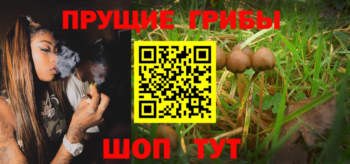Псилоцибиновые грибы Cubensis  Анжеро-Судженск 